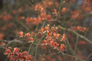 Capparis decidua, known in Hindi as karira or kerda, is a useful plant in its marginal habitat. Its...