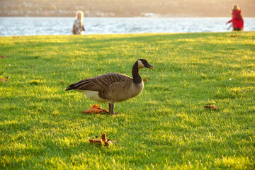 Canada Goose (Branta canadensis)  walking in the grass, Stanley Park, British Columbia, Canada
