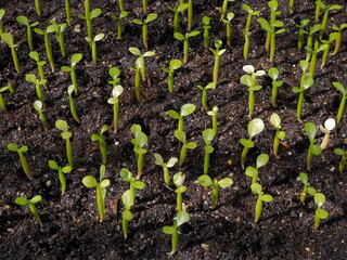 many green seeds of Desert rose (Adenium obesum) growing in seed tray, common names include Sabi star, kudu, mock azalea, impala lily and desert rose.