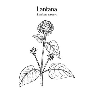 Common lantana Lantana camara , medicinal plant