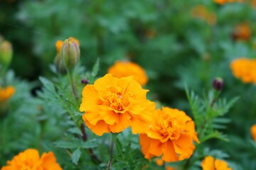 花　秋の渡良瀬　マリーゴールド　