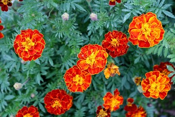 Obraz premium マリーゴールド 渡良瀬遊歩道に咲く 秋の日