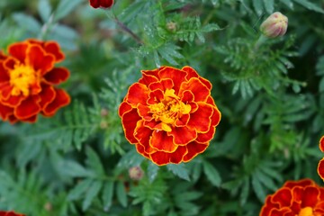 Fototapeta premium マリーゴールド 渡良瀬遊歩道に咲く 秋の日