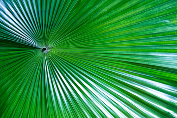 Fototapeta premium Close up of green palm leave.