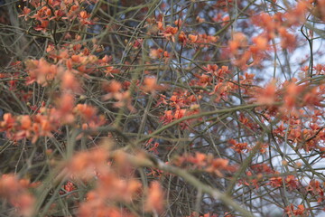 Capparis decidua, known in Hindi as karira or kerda, is a useful plant in its marginal habitat. Its...