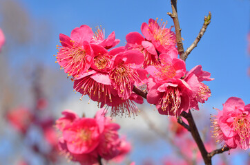 初春の青空に咲く紅梅