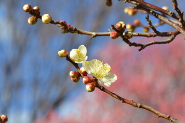 初春の青空に咲く白梅