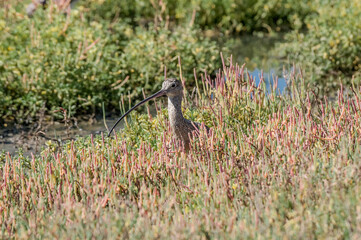 Long-billed Curlew (Numenius americanus) in Bolsa Chica Ecological Reserve, California, USA