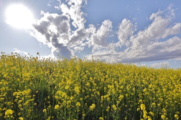 待ちわびた春に咲く満開の菜の花