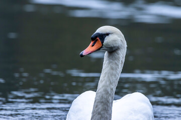 Portrait of a beautiful swan in a little lake called Lindensee in Hesse, Germany at a cloudy and cold day in autumn.