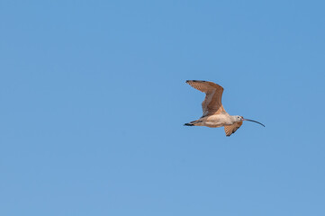 Long-billed Curlew (Numenius americanus) in Bolsa Chica Ecological Reserve, California, USA