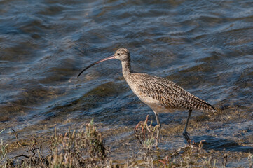 Long-billed Curlew (Numenius americanus) in Bolsa Chica Ecological Reserve, California, USA
