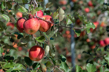 Apples hanging from a tree branch in an apple orchard