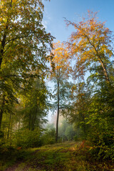 autumn in the forest