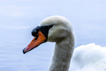 Fototapeta premium Portrait of a beautiful swan in a little lake called Lindensee in Hesse, Germany at a cloudy and cold day in autumn.