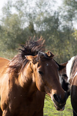 Brown Horse Portrait in a field against sky ans trees
