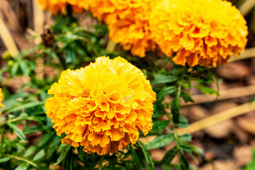 Selective focus. Marigold flower in the garden.