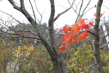 red autumn leaves on the mountain roads in Korea