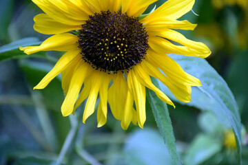Obraz premium Picture of sunflower in garden uttarakhand