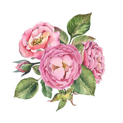 Bouquet pink rose with leaves on white background. Watercolor shabby style flowers.