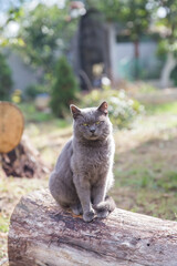Fototapeta premium cat in the garden
