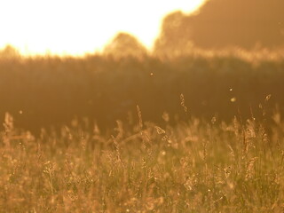 morning fog in the field