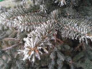 Naklejka na ściany i meble frost on branches