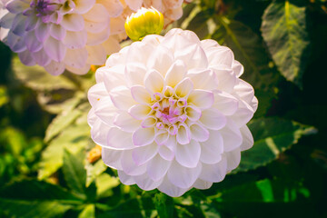 Beautiful floral background. Amazing view of white dahlias blooming in the garden in the middle of a Sunny summer spring day with green grass landscape.