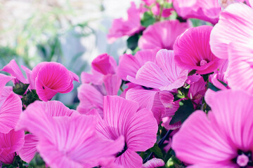 Pink Petunia flowers.Purple Petunia flowers in the garden in the spring. Beautiful Petunia flowers.