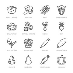 Cabbage vegetables flat line icons set. Kale, broccoli, cauliflower, brussels sprouts, radish daikon beetroot vector illustrations. Outline pictogram food store. Pixel perfect 64x64. Editable Strokes