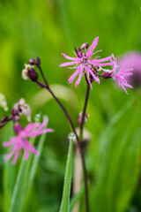 Pink flower of a meadow plant in nature.