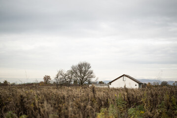 Image of hidden house in the middle of agricultural field, Croatia.