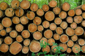 Holzstapel im Wald