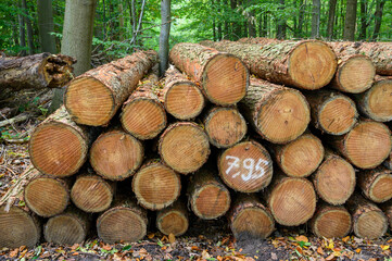 Gestapeltes Holz im Wald