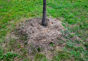 mulching trees with old cut grass from a meadow is actually cheaper than expensive pine chips. in...