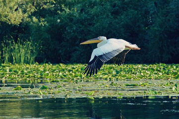Pelícano sobrevolando las aguas del delta del Danubio en Rumania. Primer plano de un bonito gran...