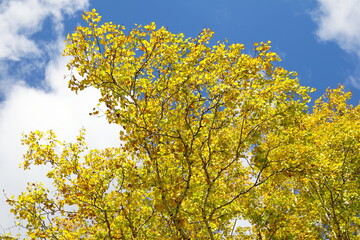 Birch in autumn foliage against the blue sky