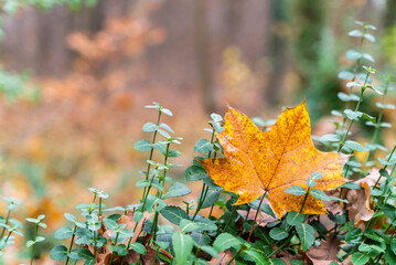 Single yellow leave in forest during the autumn, Berlin, Germany.