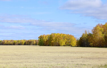 Autumn field in the South of Western Siberia