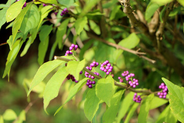 秋に紫の実のなる紫式部