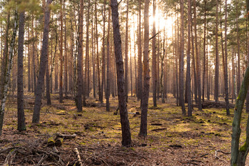 Image of sunlight crossing peaceful forest near Berlin, Germany.