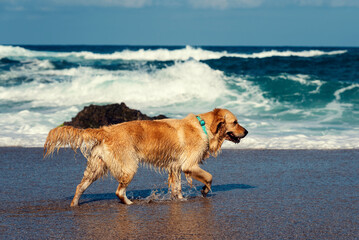 Golden retriever dog walking on a seashore wet in sunny summer day Selective focus