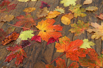 Bright autumn leaves lie on wooden boards