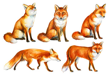 Fototapeta na wymiar Red foxes on white background, set off watercolor drawings of animals. Painting of wild fox
