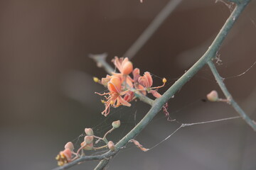 Capparis decidua, known in Hindi as karira or kerda, is a useful plant in its marginal habitat. Its...