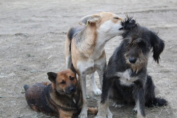 three stray dogs playing outdoors