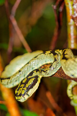 Sri Lankan Green Pit Viper, Trimeresurus trigonocephalus, Sinharaja National Park Rain Forest, World Heritage Site, UNESCO, Biosphere Reserve, National Wilderness Area, Sri Lanka, Asia