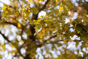 Żołądź jesienią, drzewo dąb z orzechem i miseczką owocową © andsko