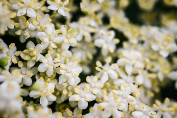 Close-up of elderflower flower outdoors in nature.