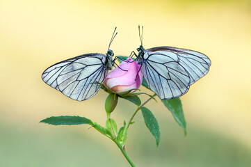 Two butterflies Aporia crataegi on a rose hip flower in the early morning waiting for the first rays of the sun